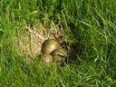 sonstiges_16.gif