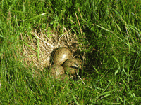 sonstiges_16.gif