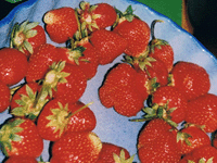 Erdbeeren