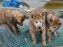 58Schmuddelige Hundchen.jpg