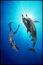 dolphgrl.jpg