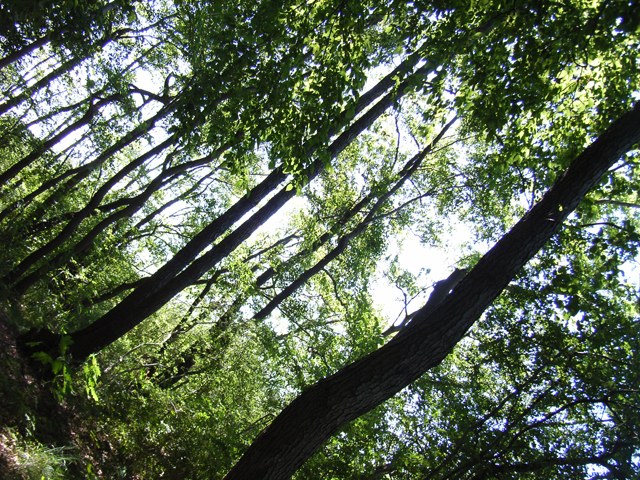 RIMG0031.JPG