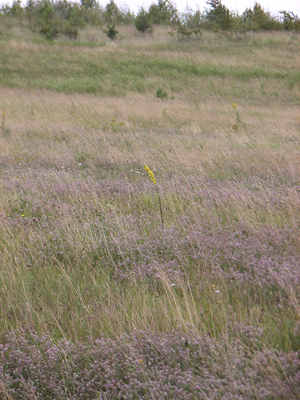 RIMG0151.JPG