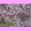 th_RIMG0148.JPG