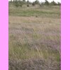 th_RIMG0151.JPG