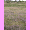 th_RIMG0151.JPG
